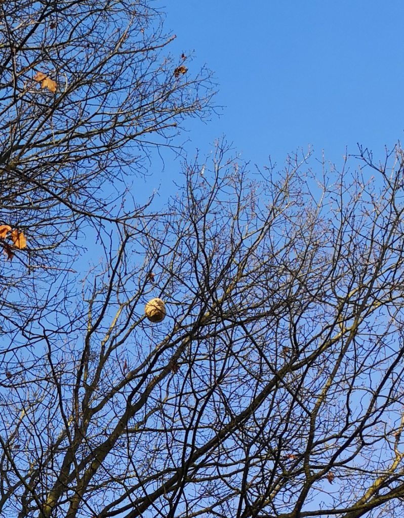 Nest der Asiatischen Hornisse in Bremen, November 2024